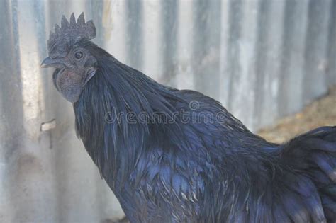 Brahma Chicken Giant Brahma Global Most Popular Chicken Stock Photo