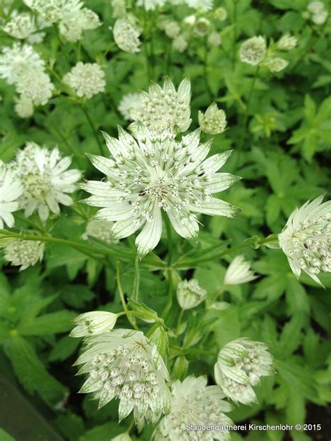 Astrantia Major Superstar ® White Giant Staudengärtnerei