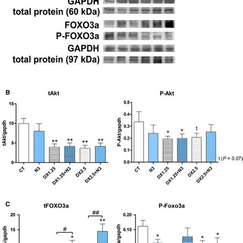 Western blotting analysis of IGF‐1 pathway after 40 days of N‐3 ... 