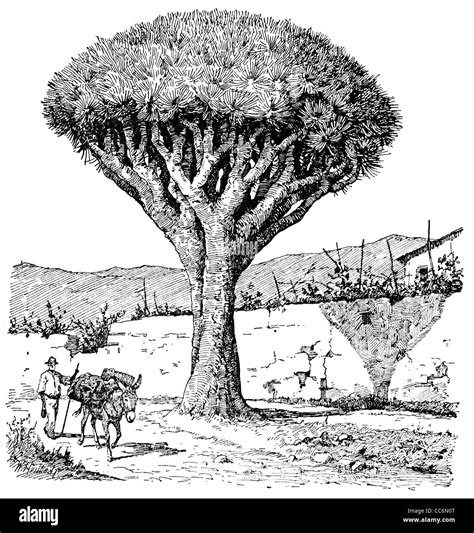 Dragon Tree Stock Photo Alamy