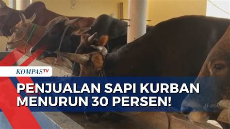 Pedagang Sapi Di Pangkal Pinang Keluhkan Penjualan Sapi Kurban Menurun