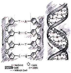 Signature In The Cell Dna And The Evidence For Intelligent Design