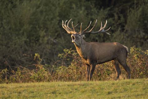 Le brame du cerf Rencontre avec le roi de la forêt