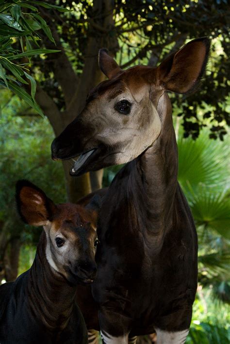 Okapi San Diego Zoo Wildlife Alliance Flickr