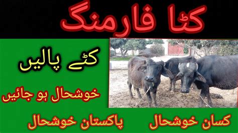 Katta Farming In Pakistan How To Start Katta Farming Small Business