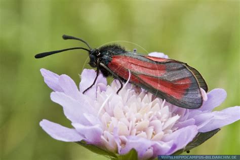 Zygaena Purpuralis Alias The Transparent Burnet Hippocampus Bildarchiv