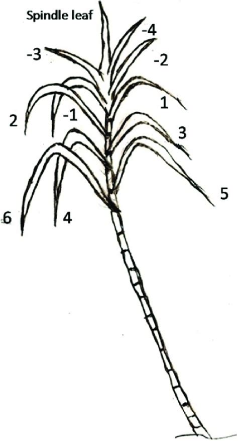 Sketch Of Sugarcane Plant Indicating The Leaf Position In The Plant