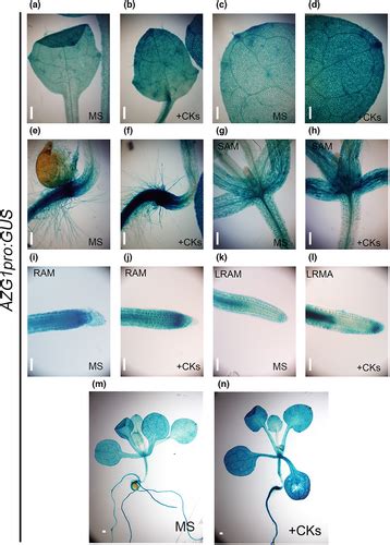 Azg Is A Cytokinin Transporter That Interacts With Auxin Transporter