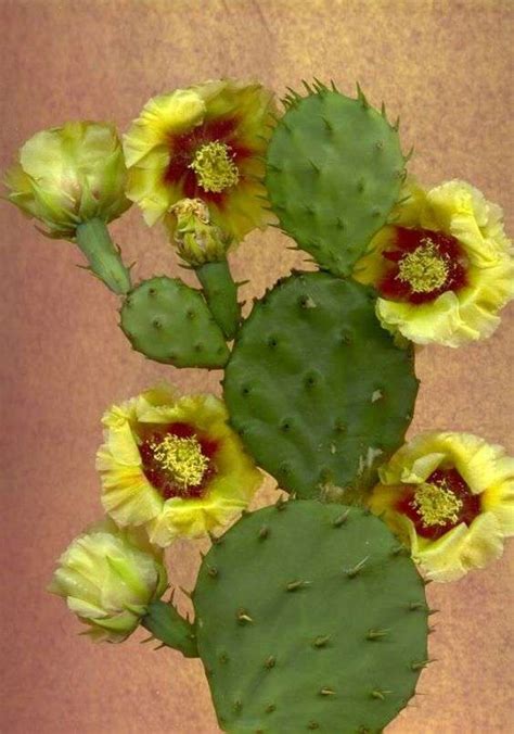 The Great Opuntia Genus – Prickly Pear Cactus - UnusualSeeds