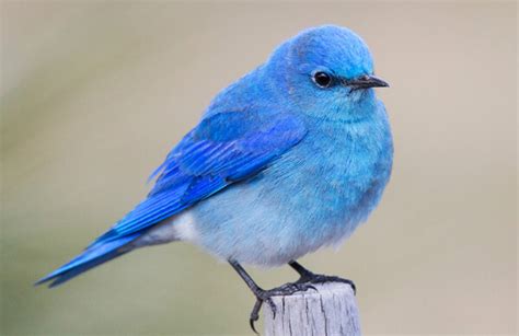 Mountain Bluebird - American Bird Conservancy