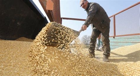 Ukraine exports almost 46 mln tonnes of grain since July 1 | UNIAN