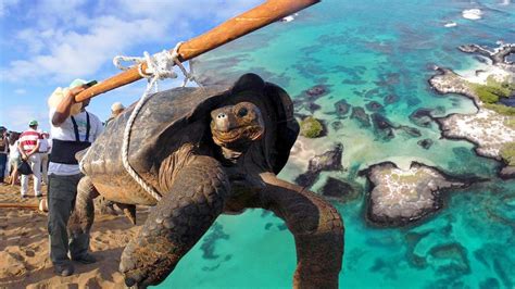 La Nica Tortuga Gigante Fant Stica Del Mundo Es Encontrada En Isla