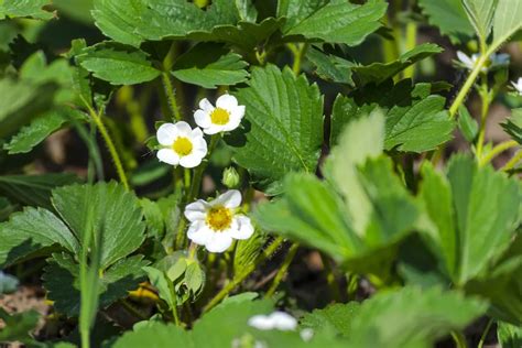 Strawberry Plant Stages - From Seed To Harvest (w/Pictures) - Geeky Greenhouse