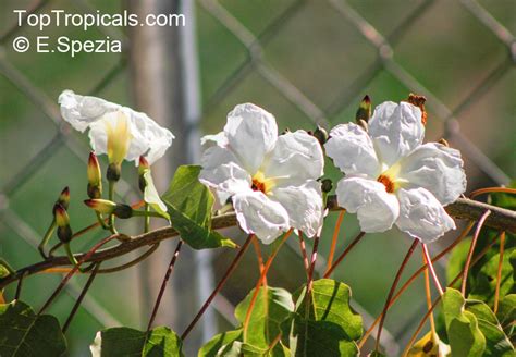 Ipomoea Arborescens Tree Morning Glory Nahuatl Ozote Palo Blanco