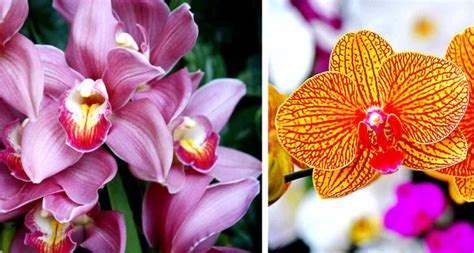 TIPOS DE ORQUIDEAS ORIGEN VARIEDADES NOMBRES Y MÁS