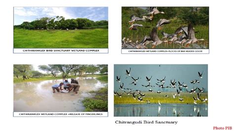 Competitive Times Chitrangudi Bird Sanctuary Tamil Nadu An Ideal