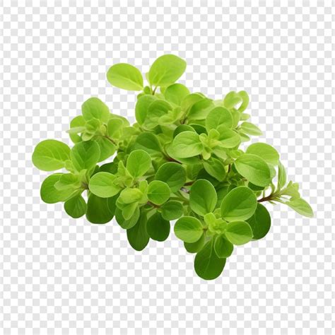 Premium Psd Oregano Isolated On Transparent Background