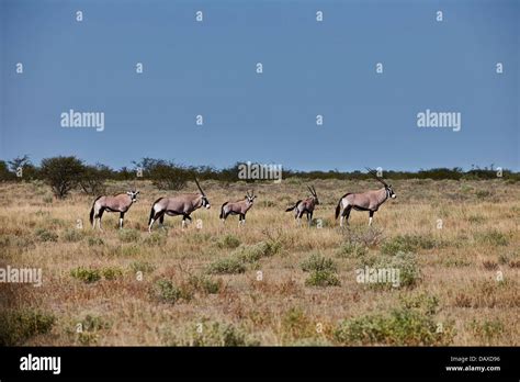 Kalahari Oryx Game Reserve Hi Res Stock Photography And Images Alamy