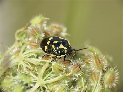 Eurydema Oleracea Brassica Shieldbug Rspb Labrador Bay D Flickr