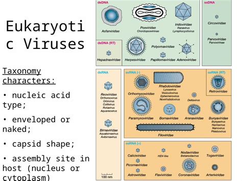 PPT Eukaryotic Viruses Taxonomy Characters Nucleic Acid Type