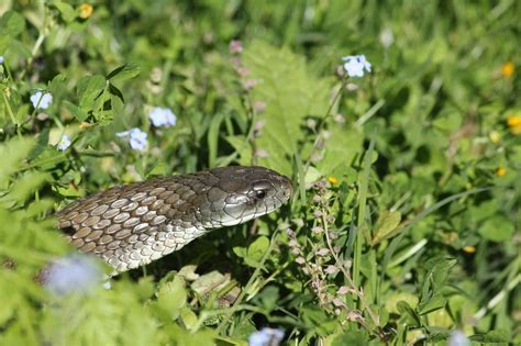 Nature Brown Snake Australia - Free photo on Pixabay