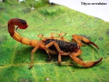 Aranhas E Escorpi Es E Lacraias