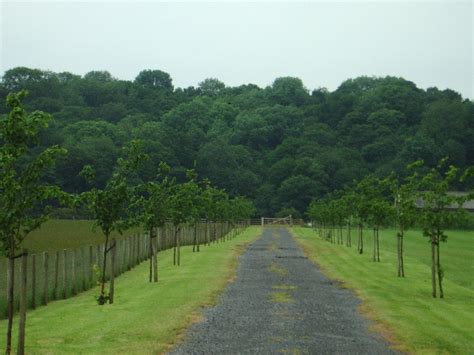 Tree Lined Road Alexander P Kapp Cc By Sa Geograph Britain And