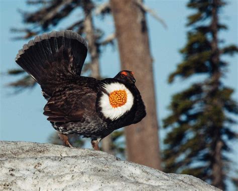 Sooty Grouse (Dendragapus fuliginosus) – The Blue Grouse Subspecies