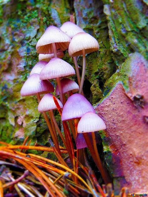 Pink Mushrooms Download Free Picture №77339