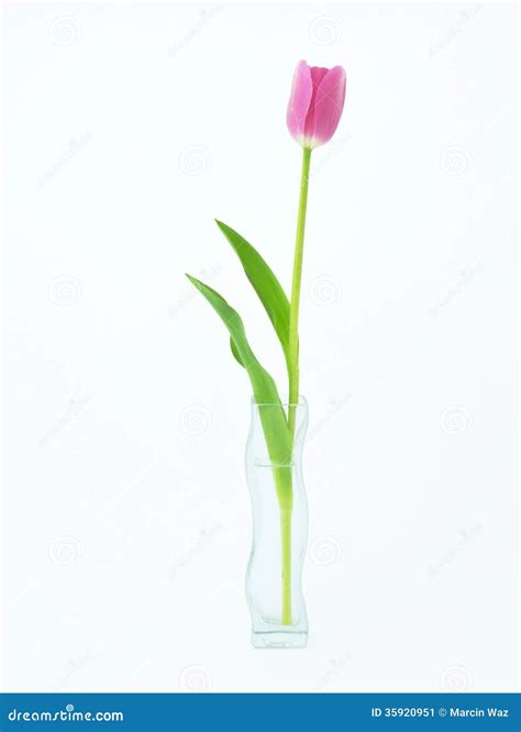 Fleur De Tulipe Dans Le Vase Image Stock Image Du Vase Mères 35920951