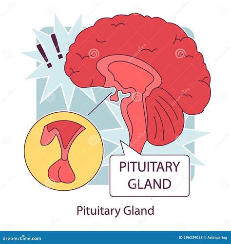 Anatomie De La Glande Pituitaire Syst Me Endocrinien Humain Cerveau Et