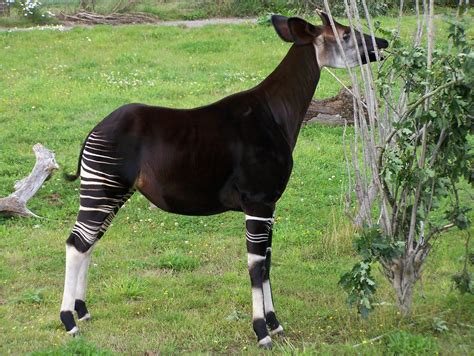 Flickriver: Most interesting photos from Okapi Stripes pool