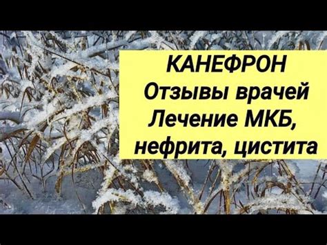 КАНЕФРОН Н ⚕ Бионорика 💊 Отзывы врачей 👩‍💻 Лечение МКБ, нефрита и ...