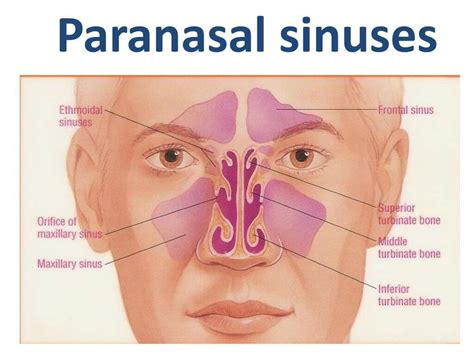 Paranasal Sinuses Location And Nasal Cavity Structure Off