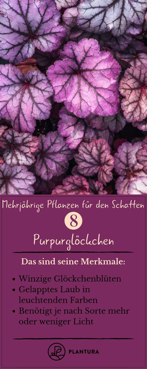 Schattenpflanzen Top Pflanzen F R Schatten Plantura