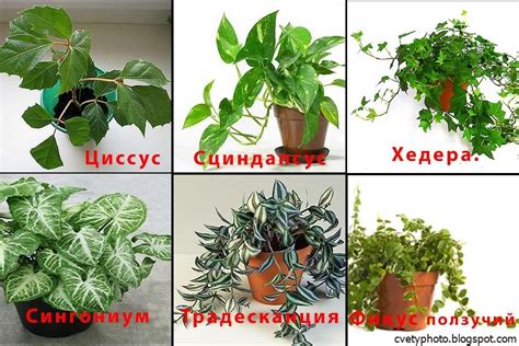 Цветы без земли комнатные названия и фото