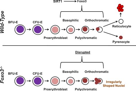 Erythroid Enucleation A Gateway Into A Bloody World Experimental