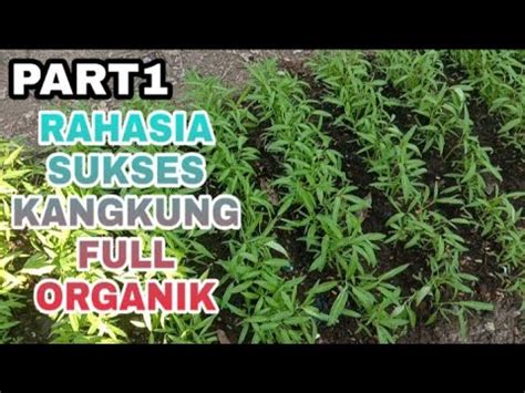 Cara Budidaya Kangkung Cabut Part Olah Tanah Youtube