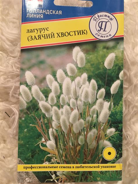Лагурус Заячий хвостик (76 фото) - фото - картинки и рисунки: скачать ...