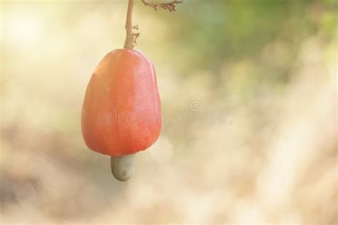 Cashew Is On The Tree Under Sunlight Cashew Fruit Anacardium