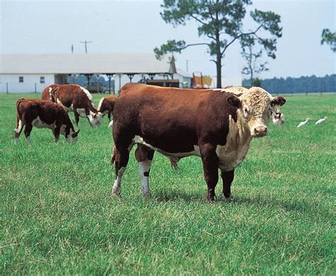 Polled Hereford Breed Of Cattle Britannica