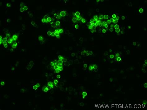 CD44 Antibody CL488 65117 Proteintech