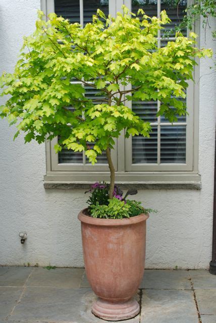 Trees For Patio Pots Patio Ideas