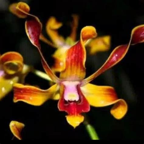 Jual Anggrek Dendrobium Kriting Dewasa Besi Kota Bogor Refina Flora