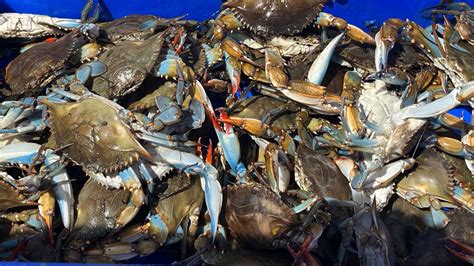 Catch Clean Cook Louisiana Marsh Blue Crabs Youtube