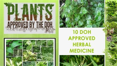 10 Herbal Plants Approved By Doh And Their Uses And Preparation