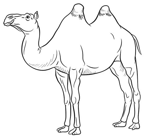 Camelos Para Colorir Vetor Png Esbo O De Camelo De Desenho Animado