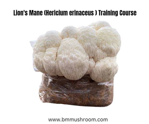 Lion's Mane (Hericium erinaceus) Cultivation Training Course | BM MUSHROOM