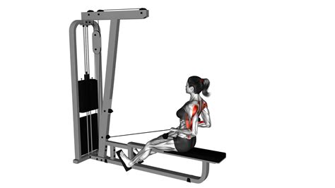 Cable Low Seated Row Female Ultimate Exercise Guide And Tips