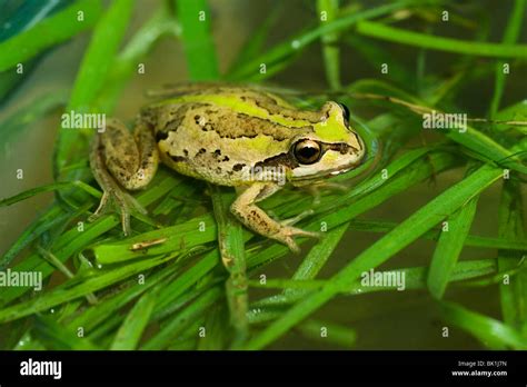 Green Brown Frogs